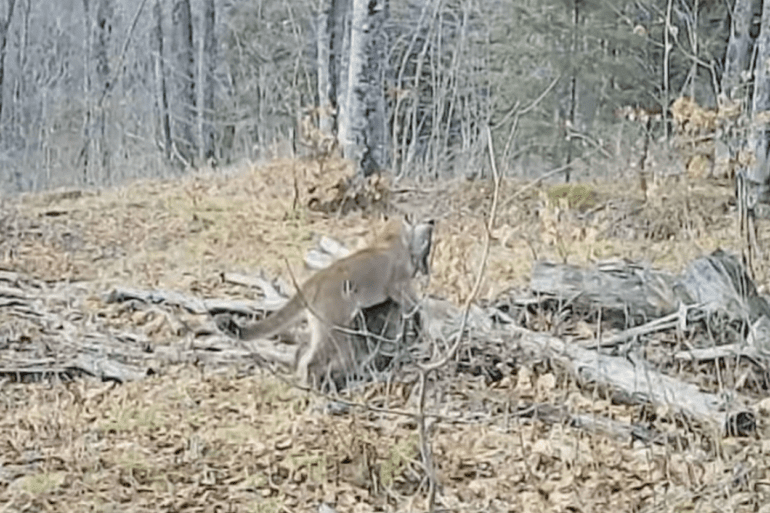 mountain lion kills deer