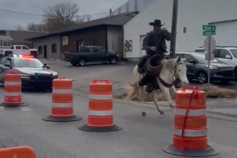 mule chase