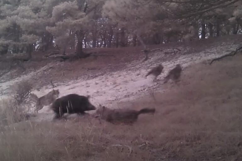 Wild hog wolves