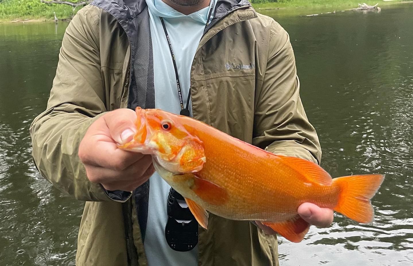 Indiana Fisherman Reels In Insanely Rare Neon Orange Smallmouth Bass - Whiskey Riff