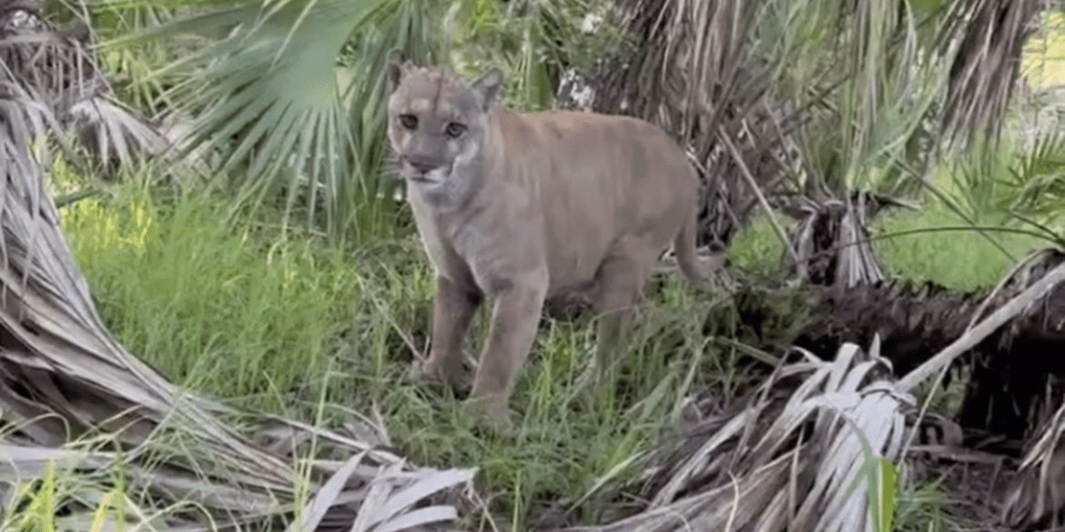 panther