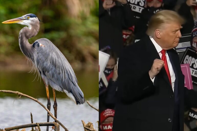 Great blue heron