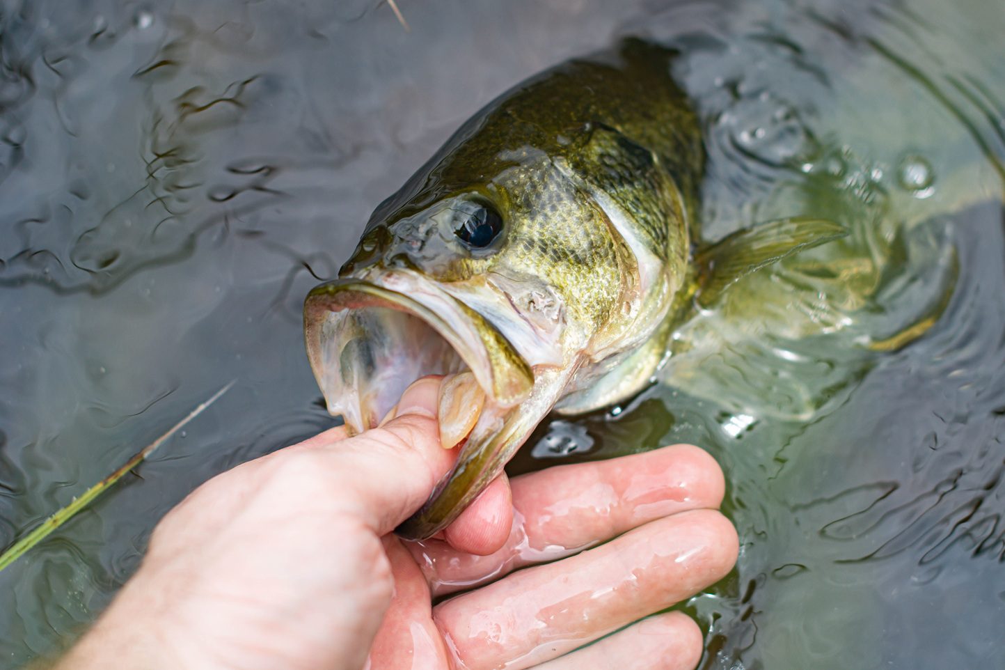 Father's Day 2026 - Last Minute Gift Ideas For The Bass Fishing Dad