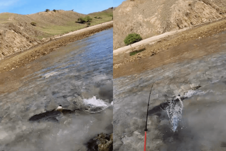 reef shark fishing