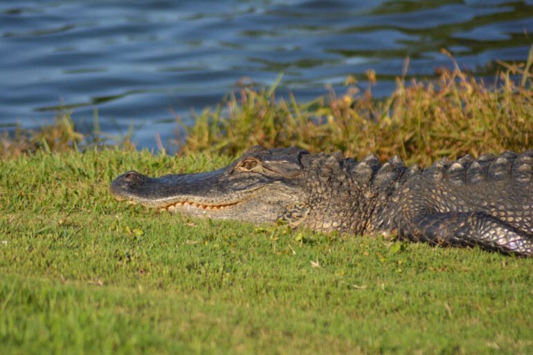 A crocodile lying on the grass