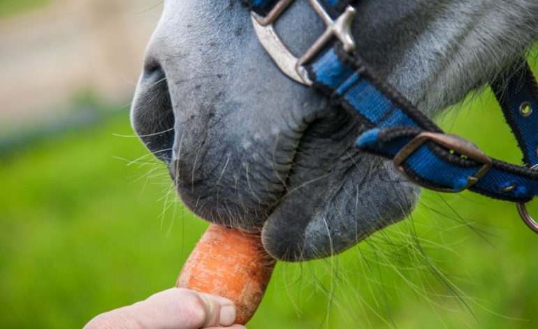 A person holding a carrot