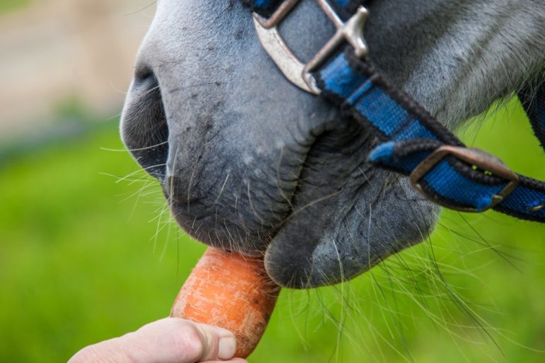 A person holding a carrot