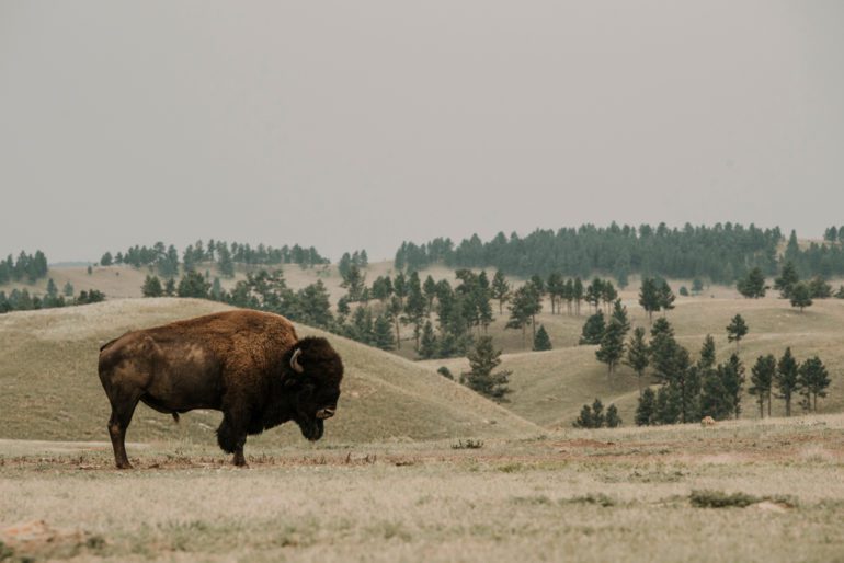 A bison in a field