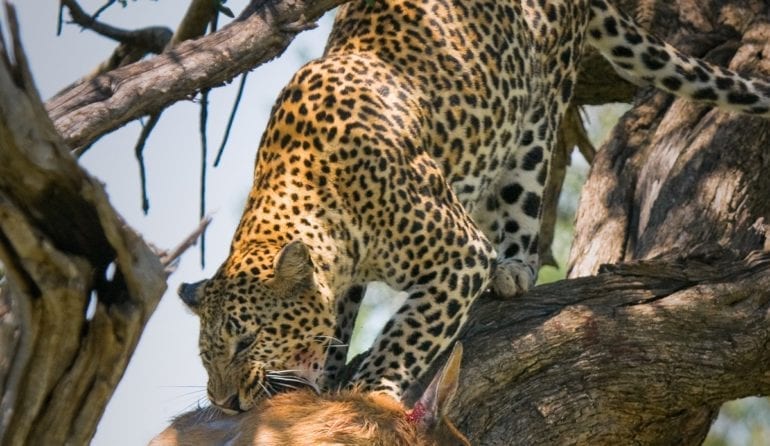 A leopard sleeping in a tree