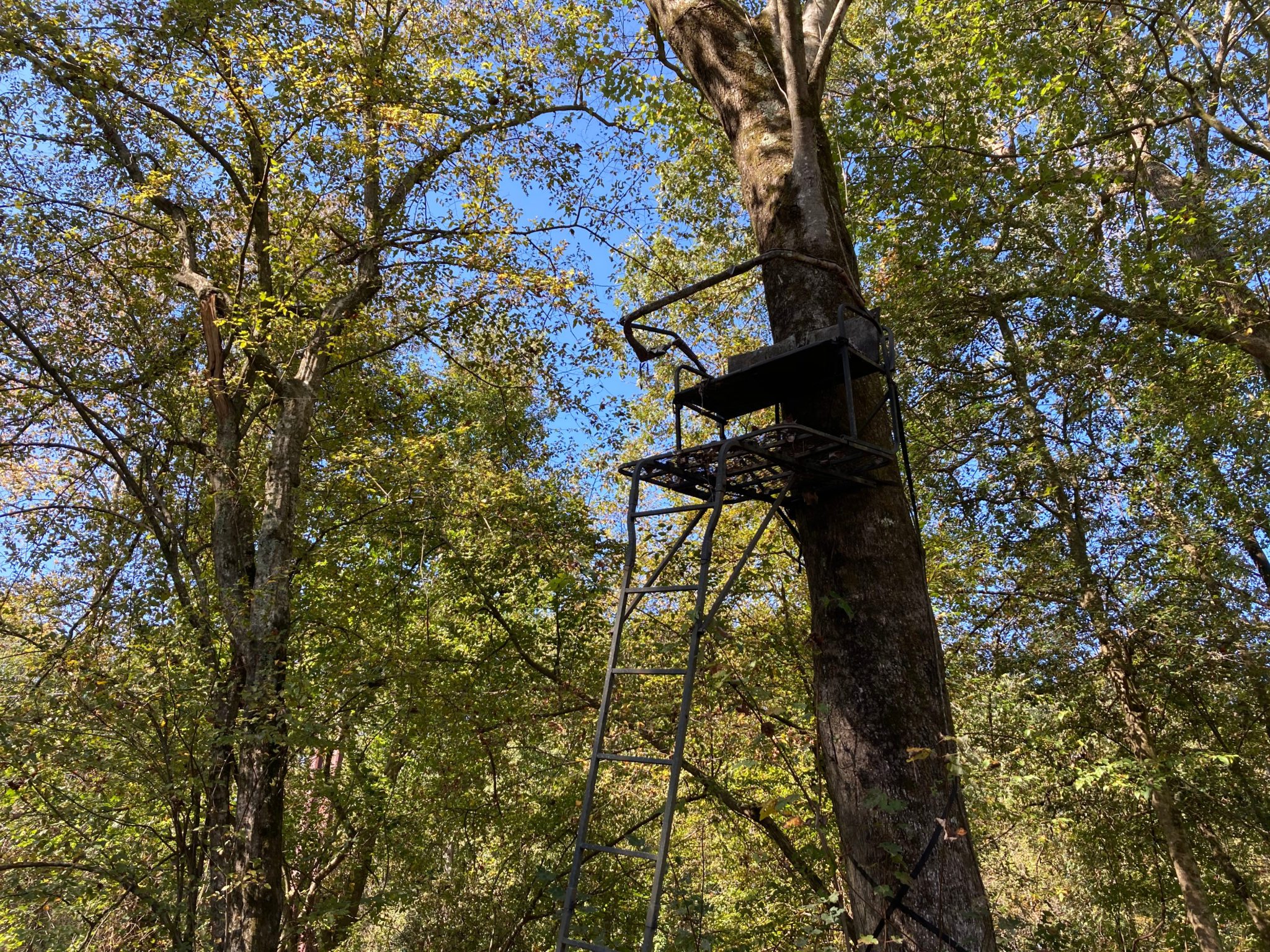Tree Stand Blind With Roof Bow Master or Gun Blind Real Tree:Tree,Tripod,Ground 
