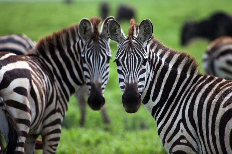 A group of zebras stand in a grassy field