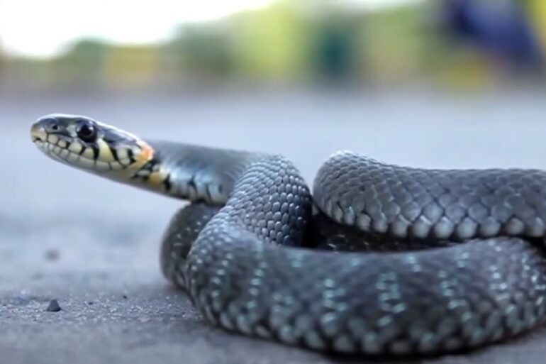 Snake Illinois