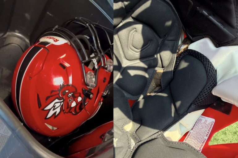 snake in helmet