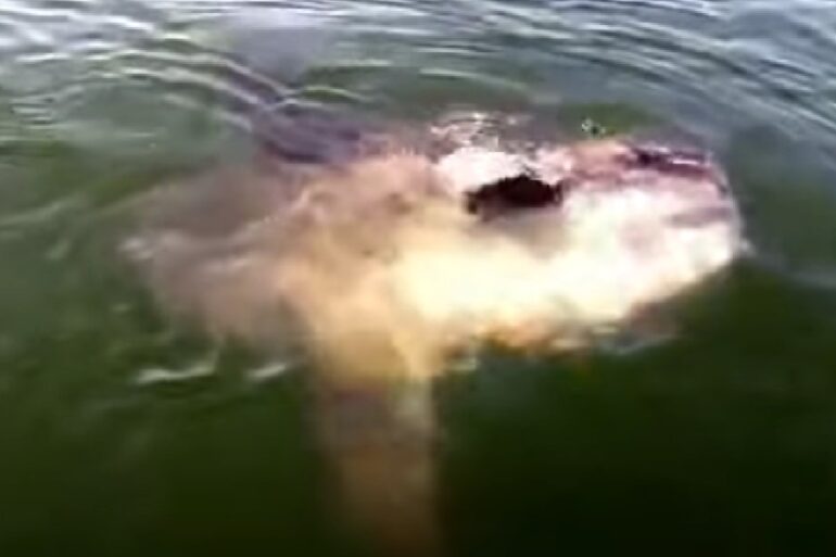 sunfish boston