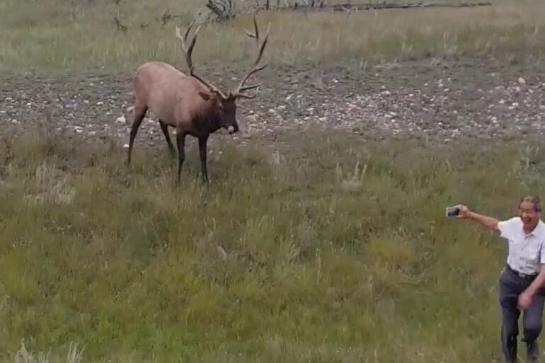 elk vs tourist