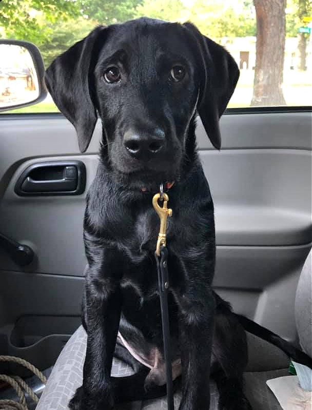 A black dog sitting in a car