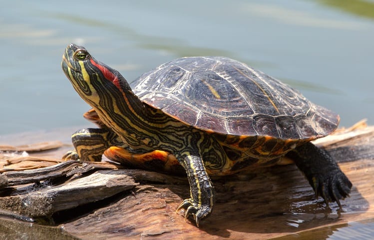 A turtle on a log