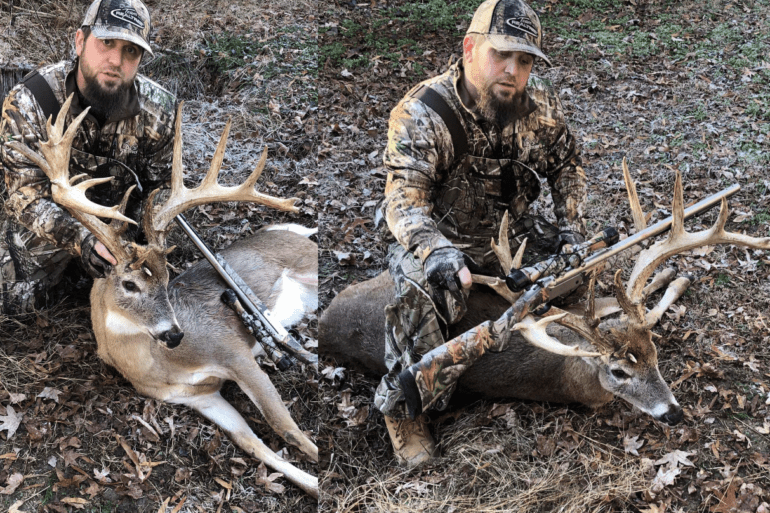 whitetail deer