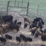 wild pigs