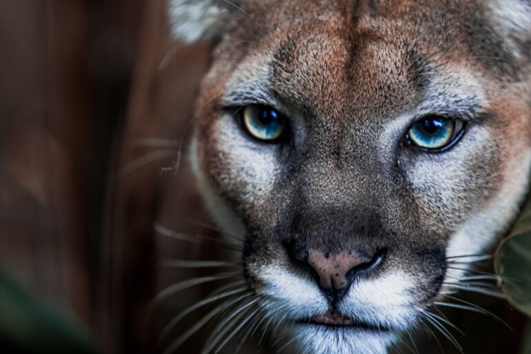 Mountain lion