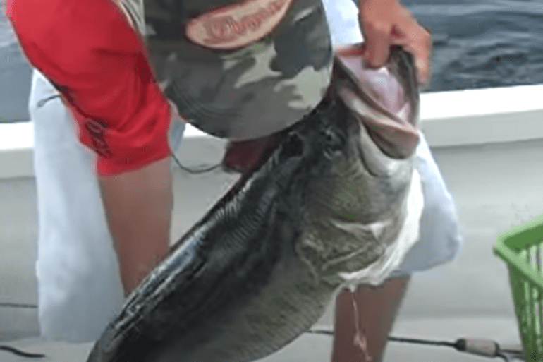 Bass world record